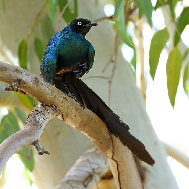 Image of Long-tailed Glossy Starling