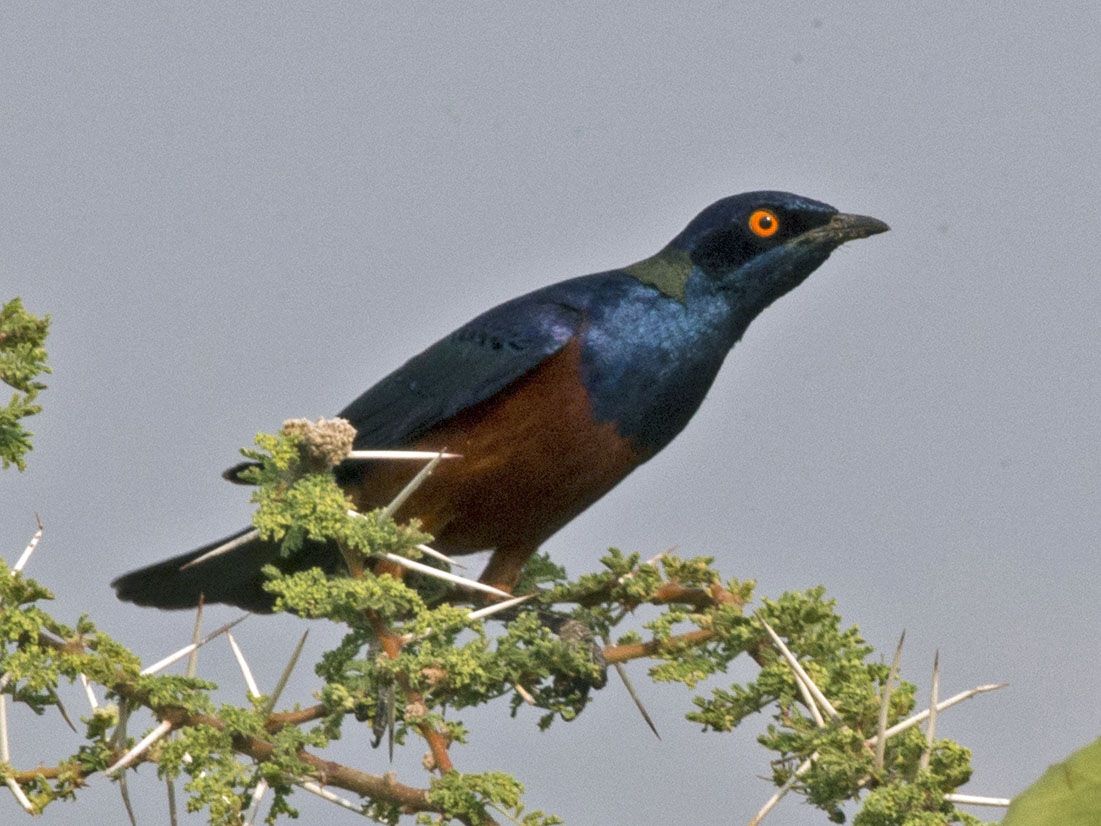Image of Shelley's Starling