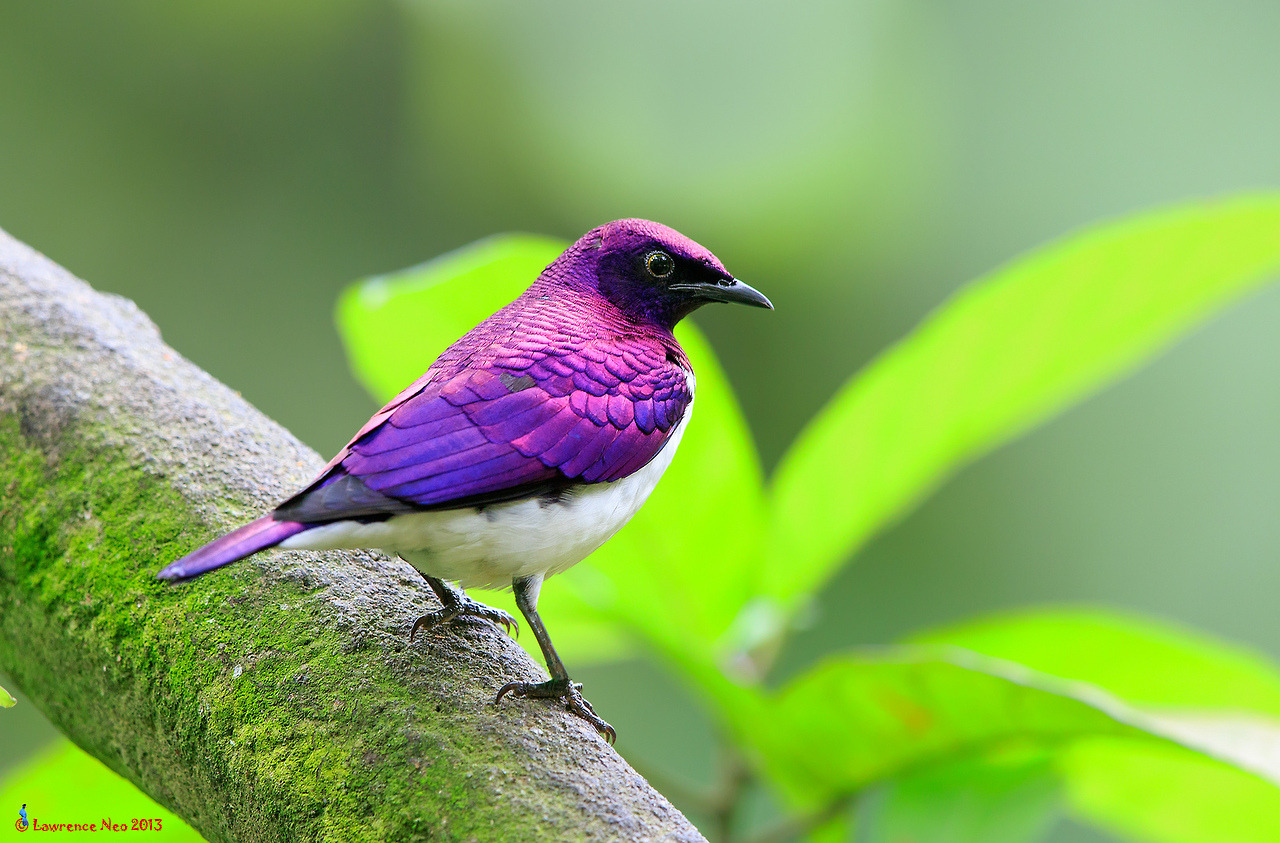 Image of Violet-backed Starling