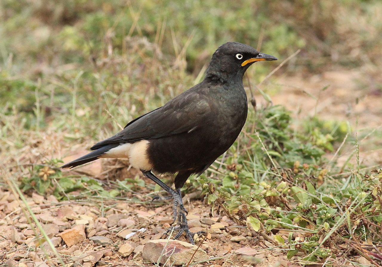 Image of African Pied Starling