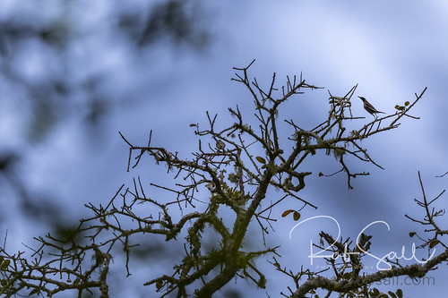Image of Madagascar Starling