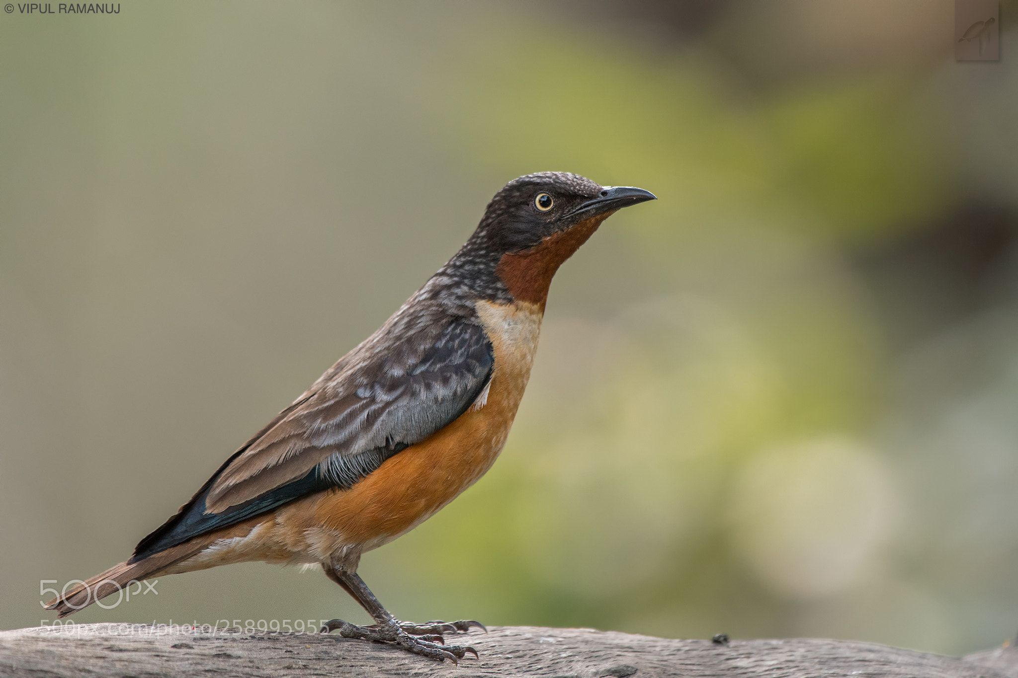 Image of Spot-winged Starling