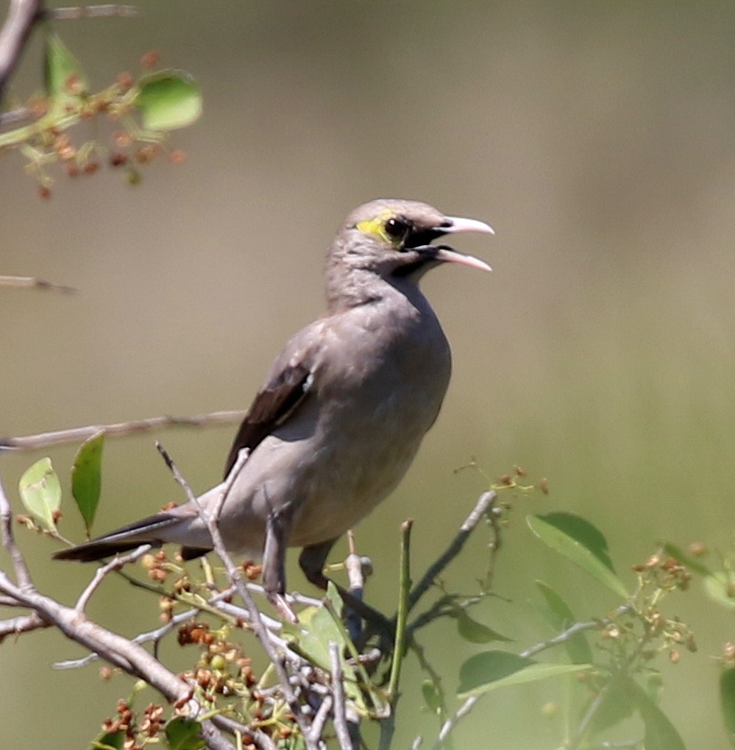 Image of Wattled Starling