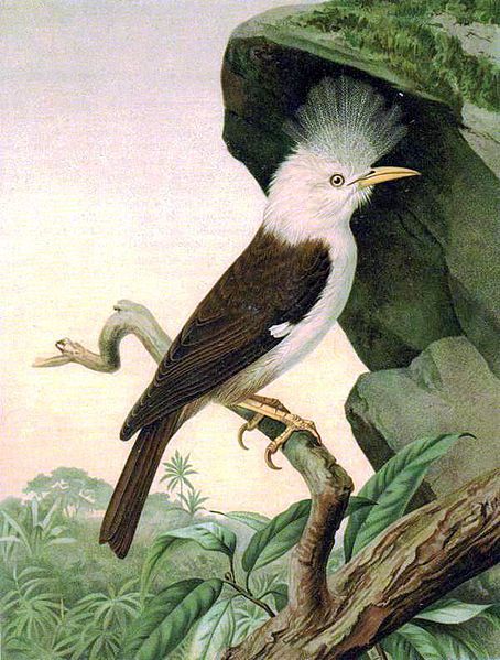 Image of Reunion Starling