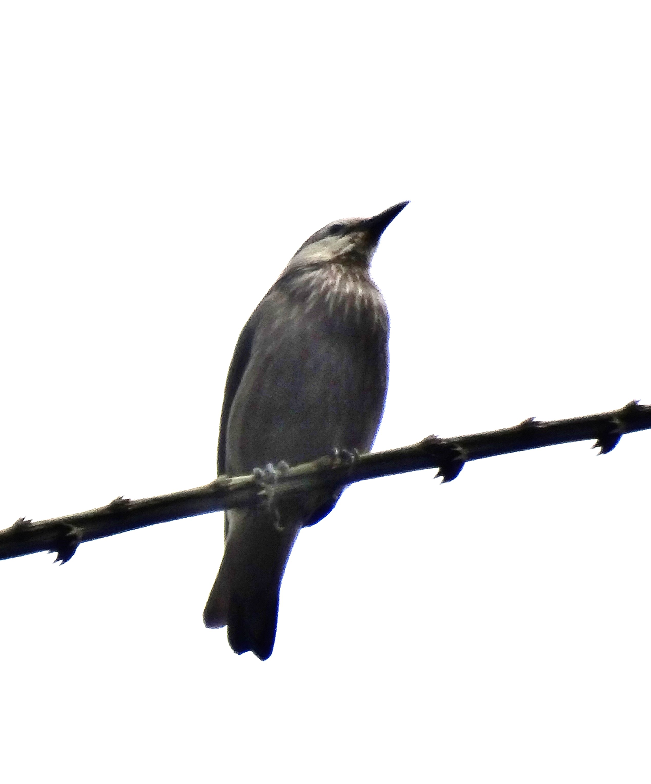 Image of White-faced Starling