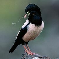 Image of Rose-coloured Starling