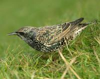 Image of Common Starling (Juvenile, winter)