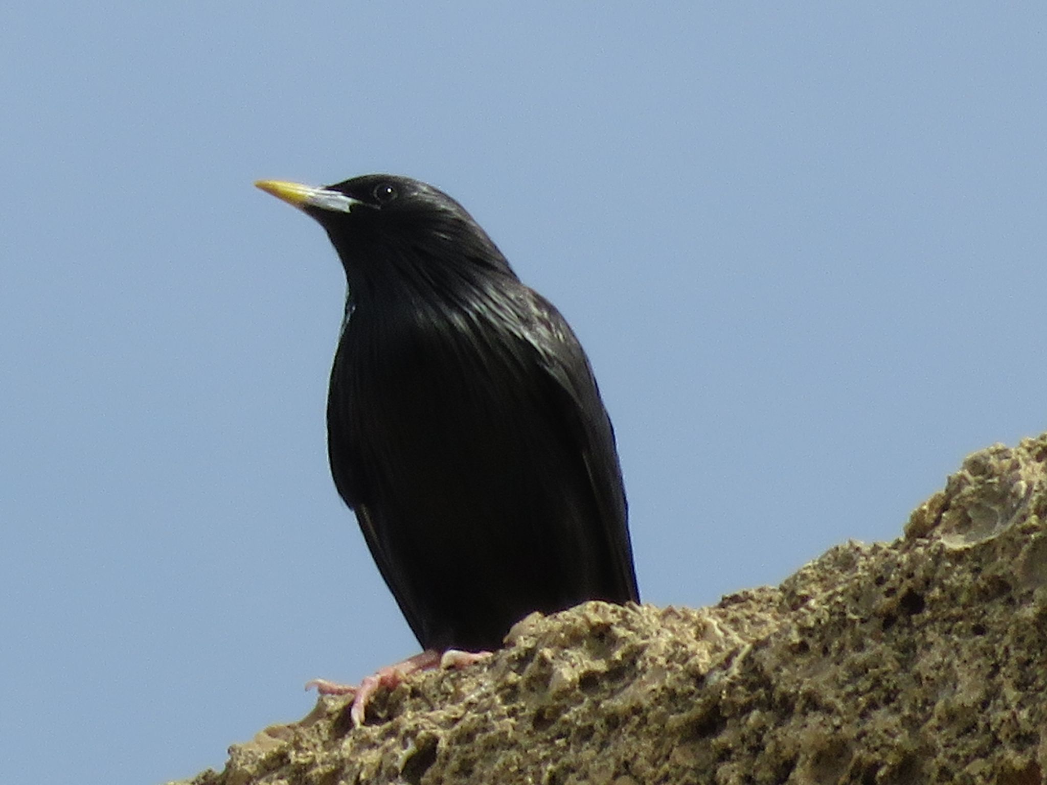 Image of Spotless Starling