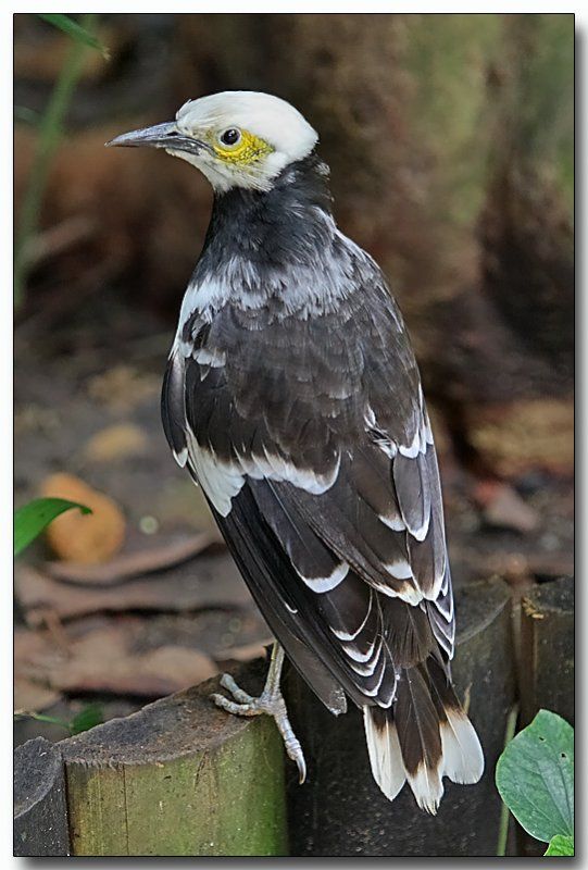 Image of Black-collared Starling