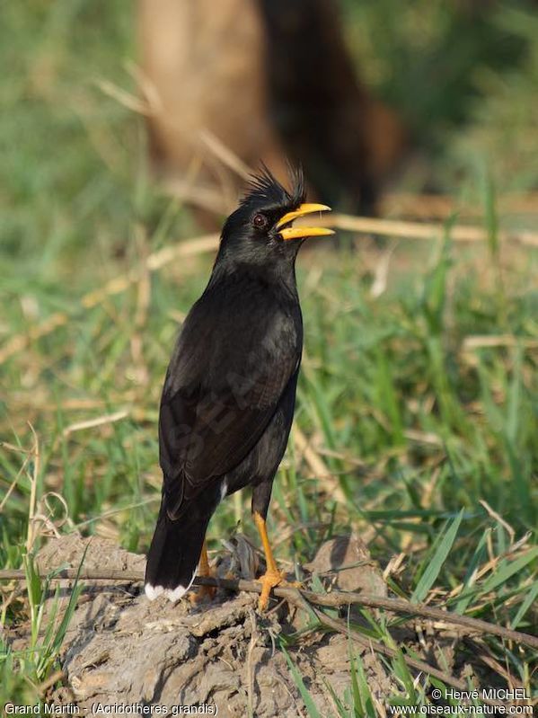 Image of Great Myna