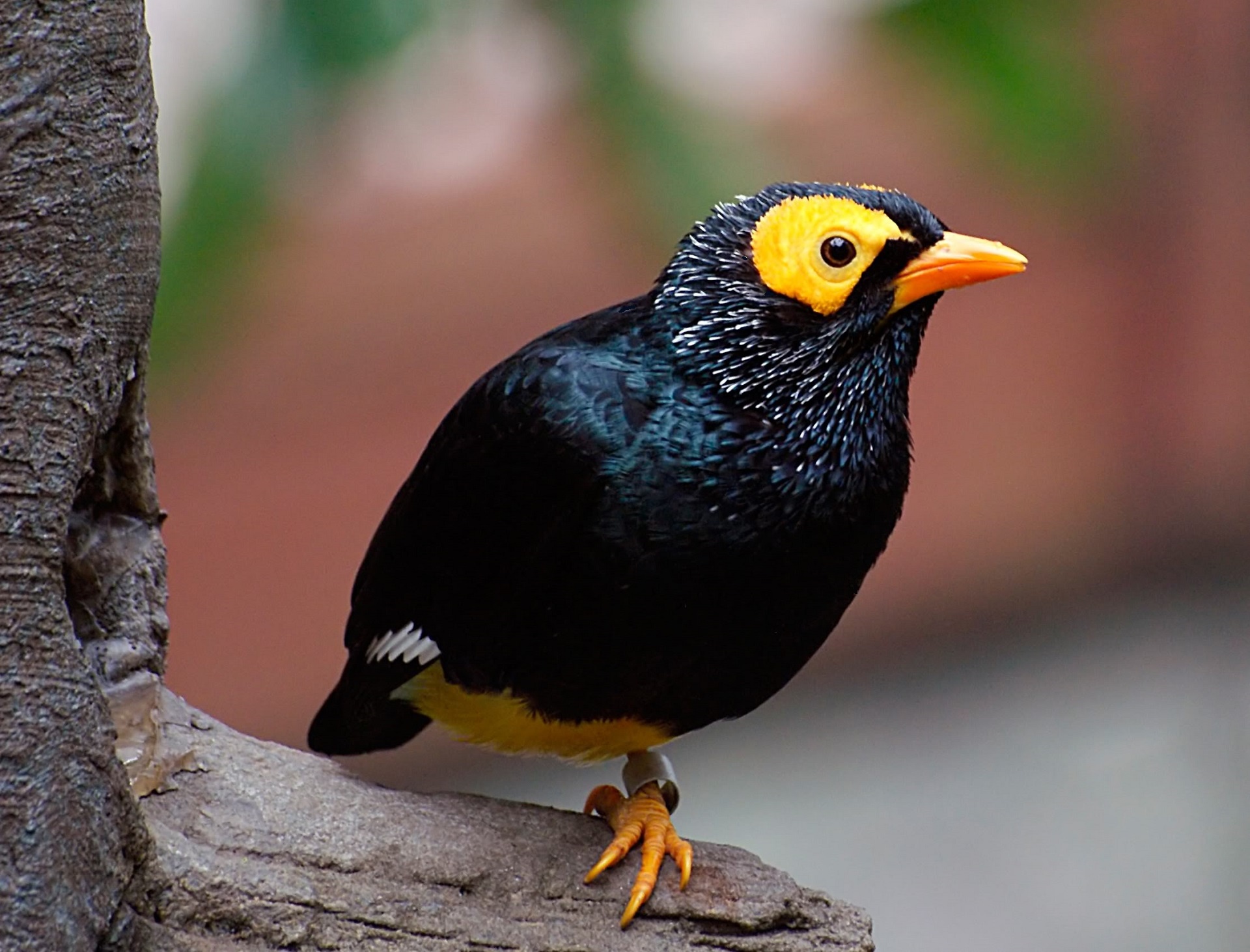 Image of Yellow-faced Myna
