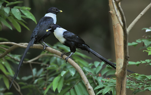 Image of Southern White-necked Myna