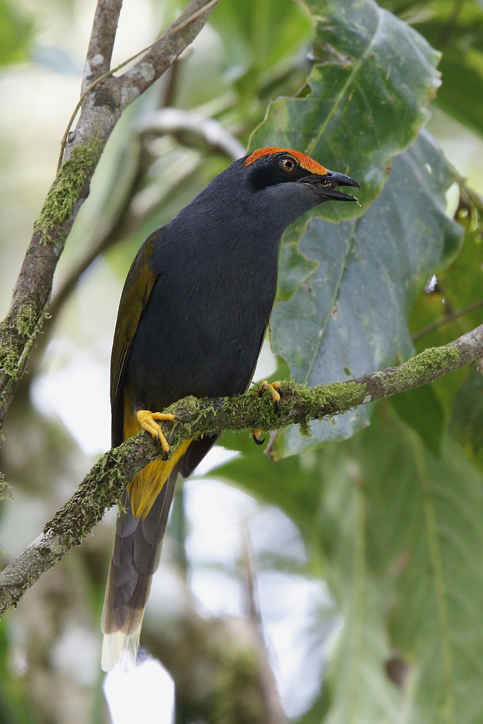 Image of Fiery-browed Starling