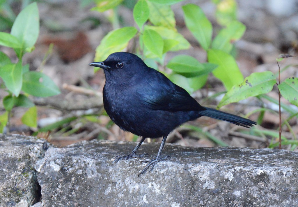 Image of Black Catbird