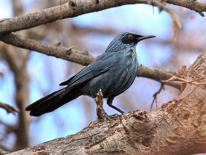 Image of Blue Mockingbird