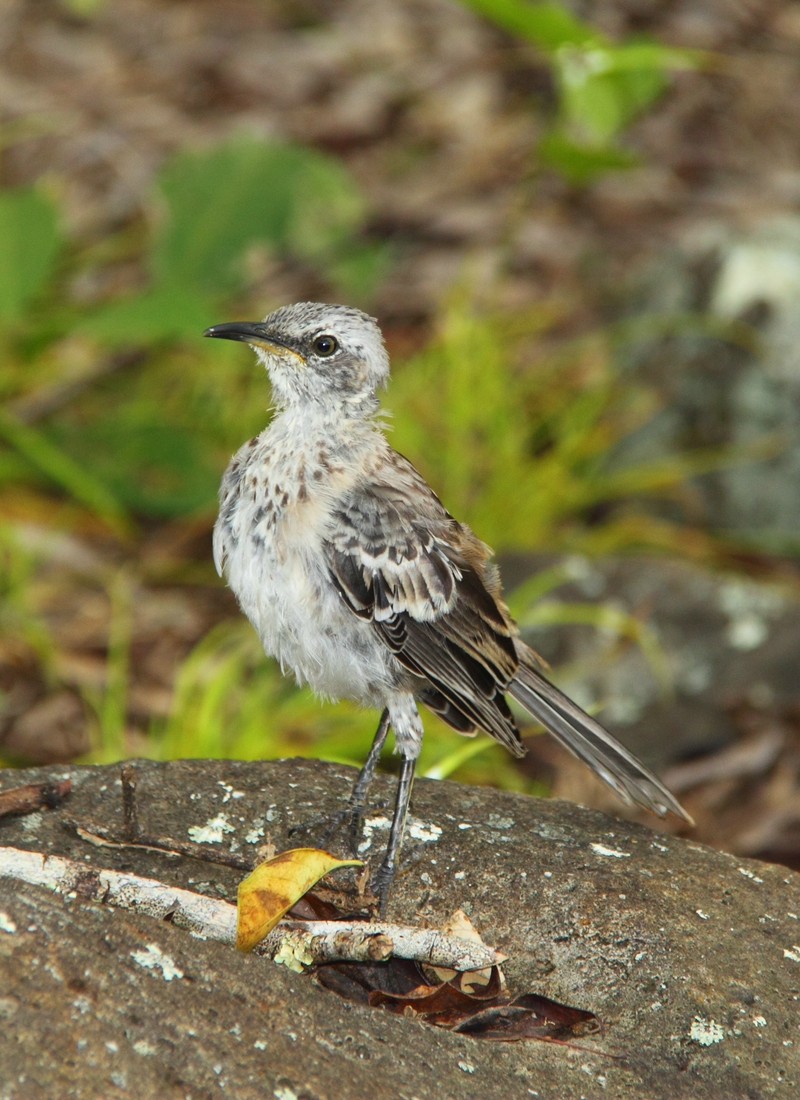Image of San Cristobal Mockingbird