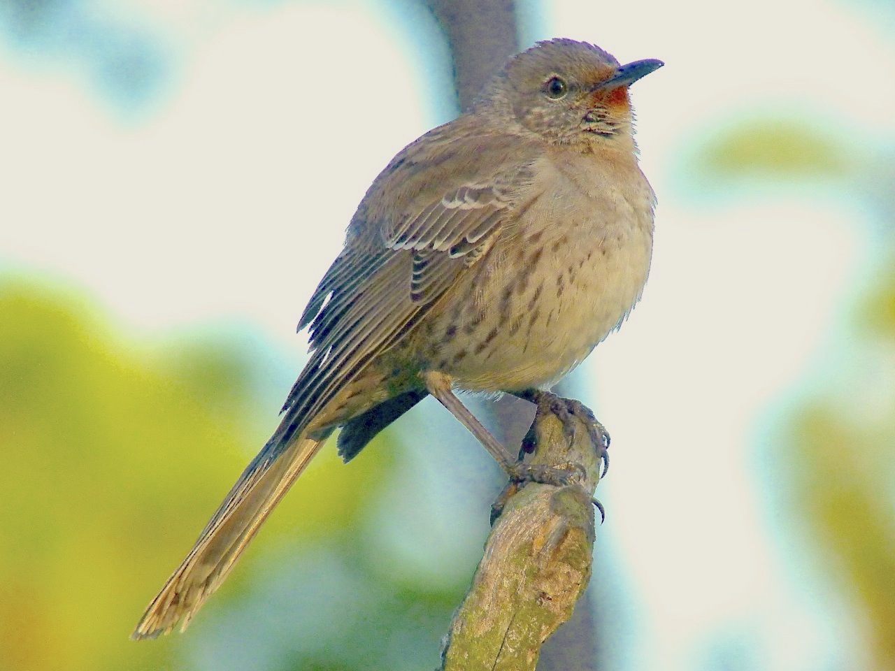 Image of Bahama Mockingbird