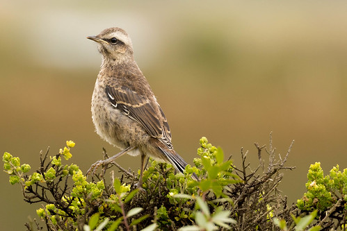 Image of Chilean Mockingbird