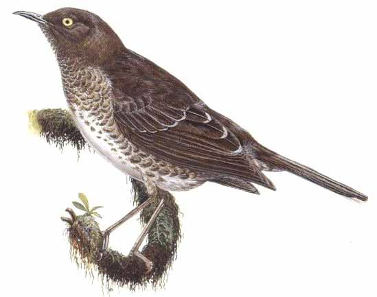 Image of Scaly-breasted Thrasher
