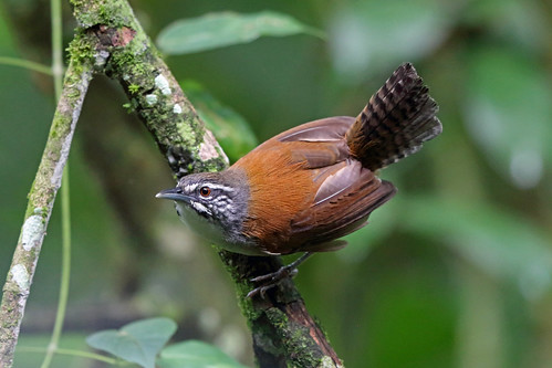 Image of Moustached Wren