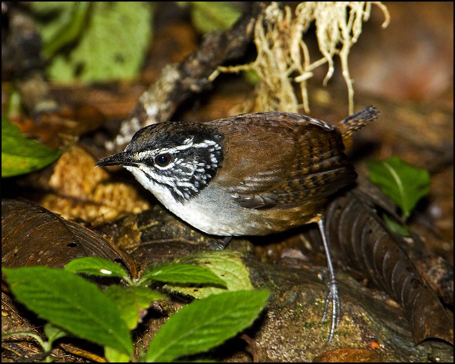 Image of White-breasted Wood-Wren