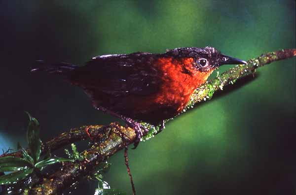 Image of Southern Chestnut-breasted Wren