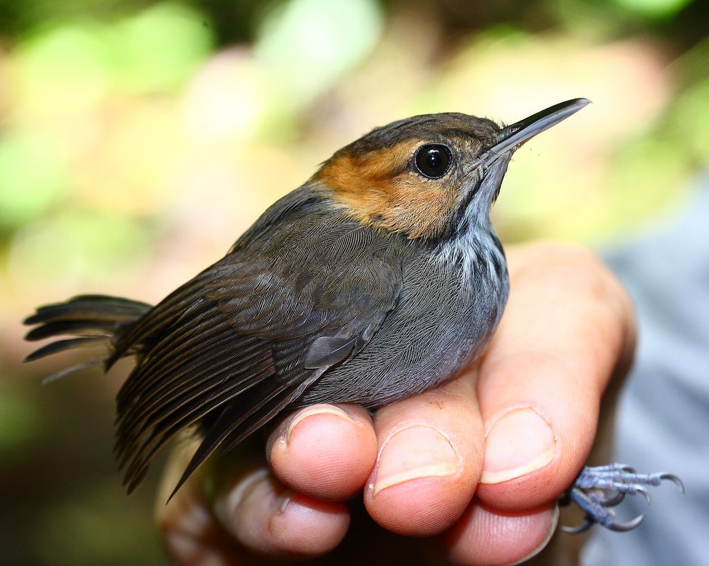 Image of Tawny-faced Gnatwren