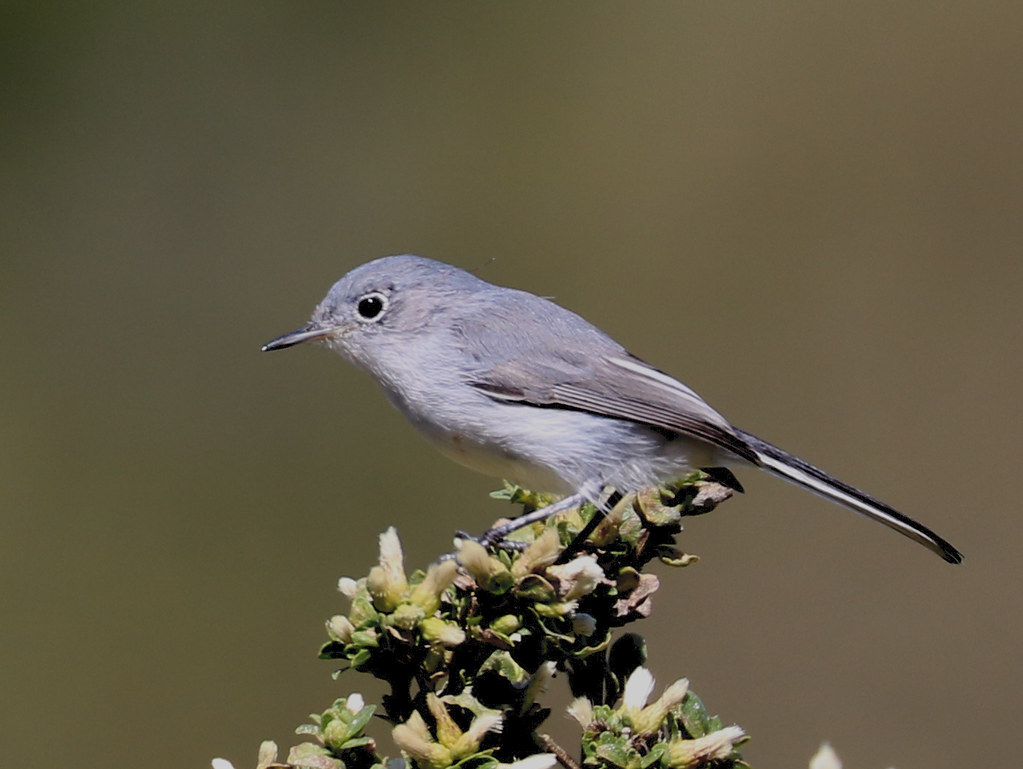Image of Blue-grey Gnatcatcher