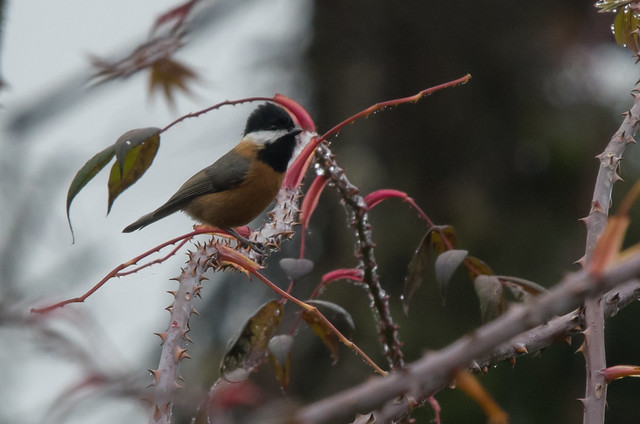 Image of Rusty-breasted Tit