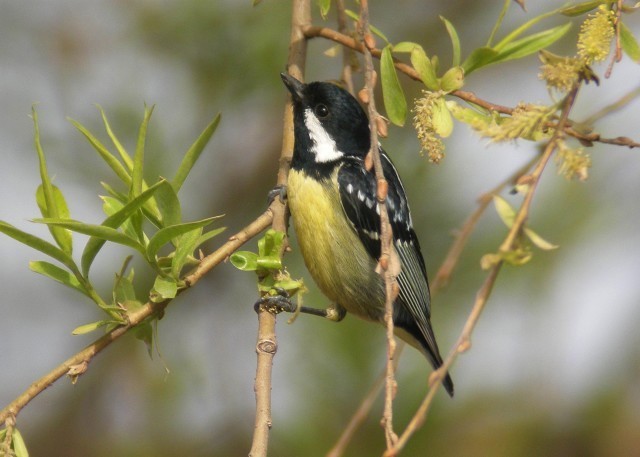 Image of Yellow-bellied Tit
