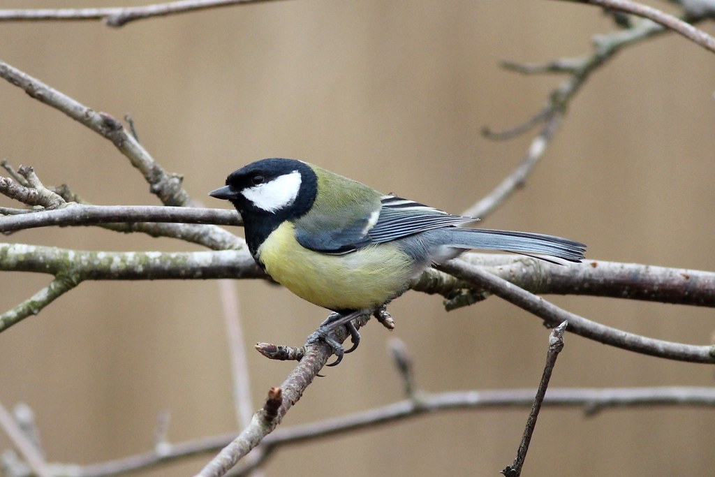 Image of Great Tit