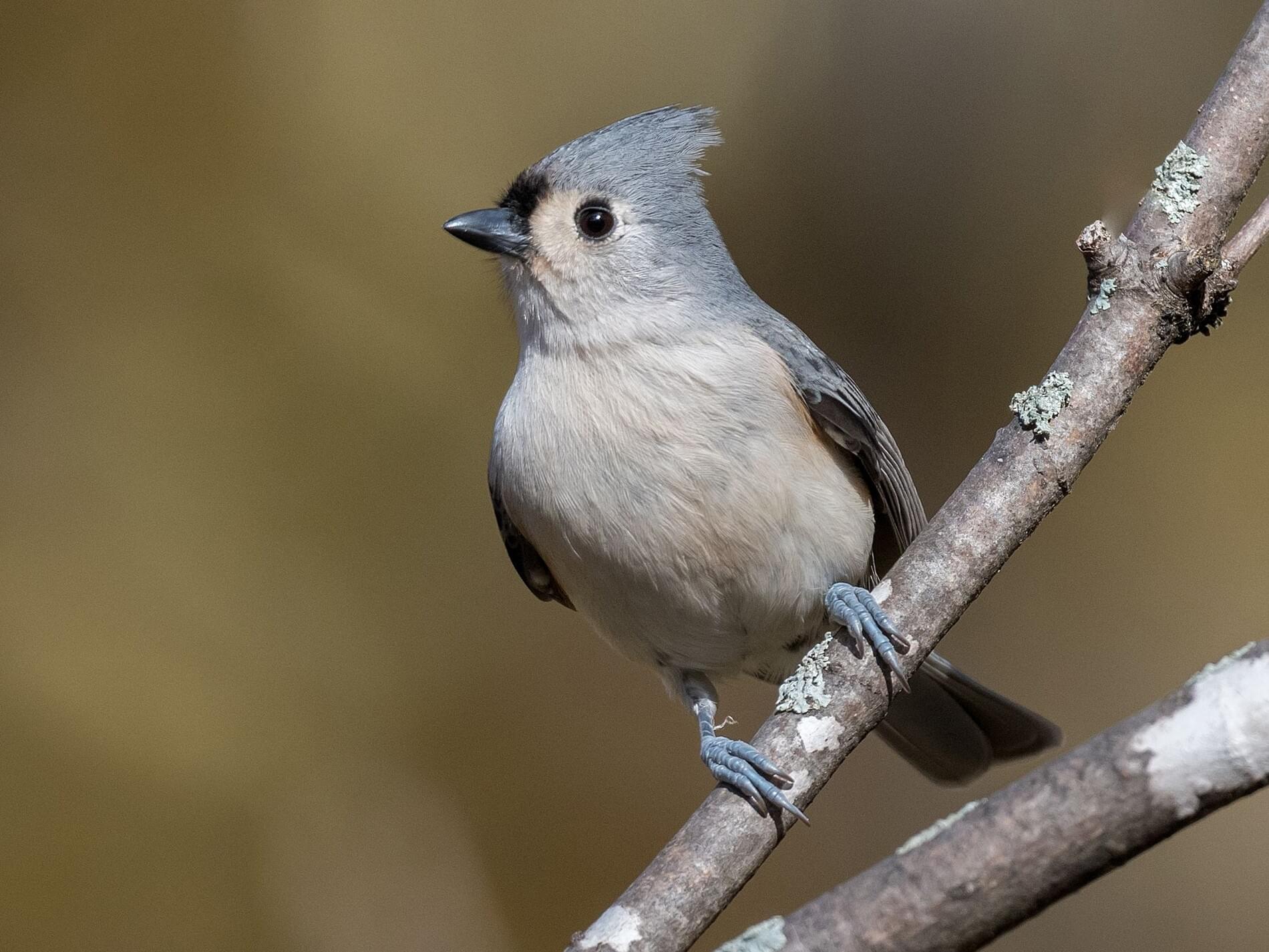 Image of Tufted Titmouse