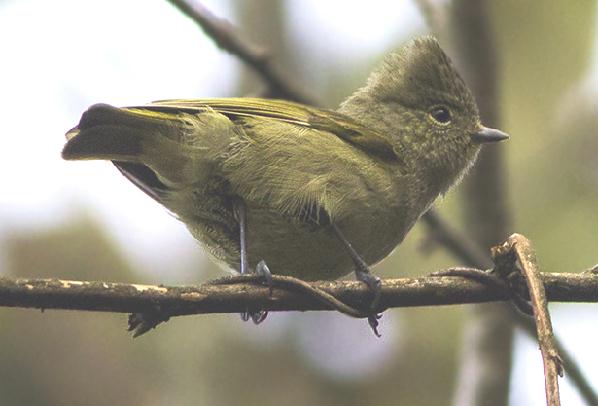 Image of Yellow-browed Tit