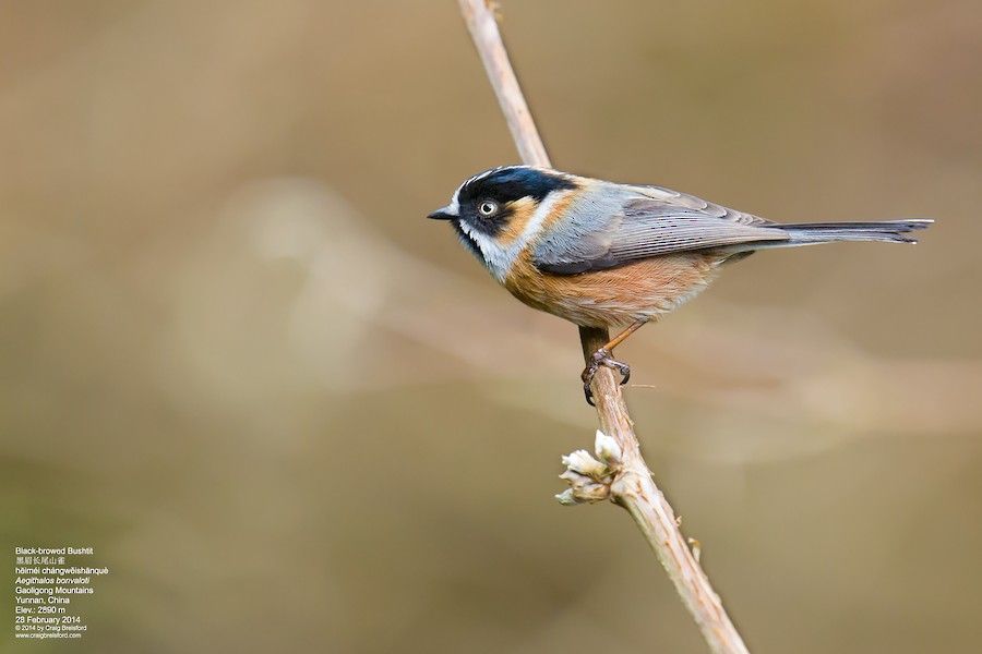Image of Rufous-fronted Tit