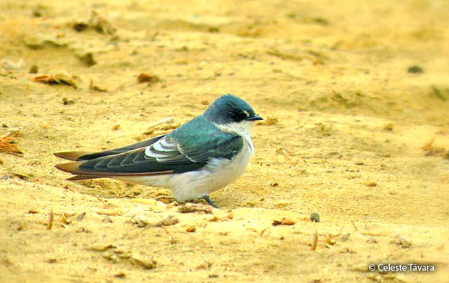 Image of Tumbes Swallow