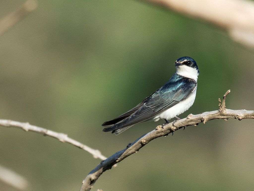Image of White-rumped Swallow