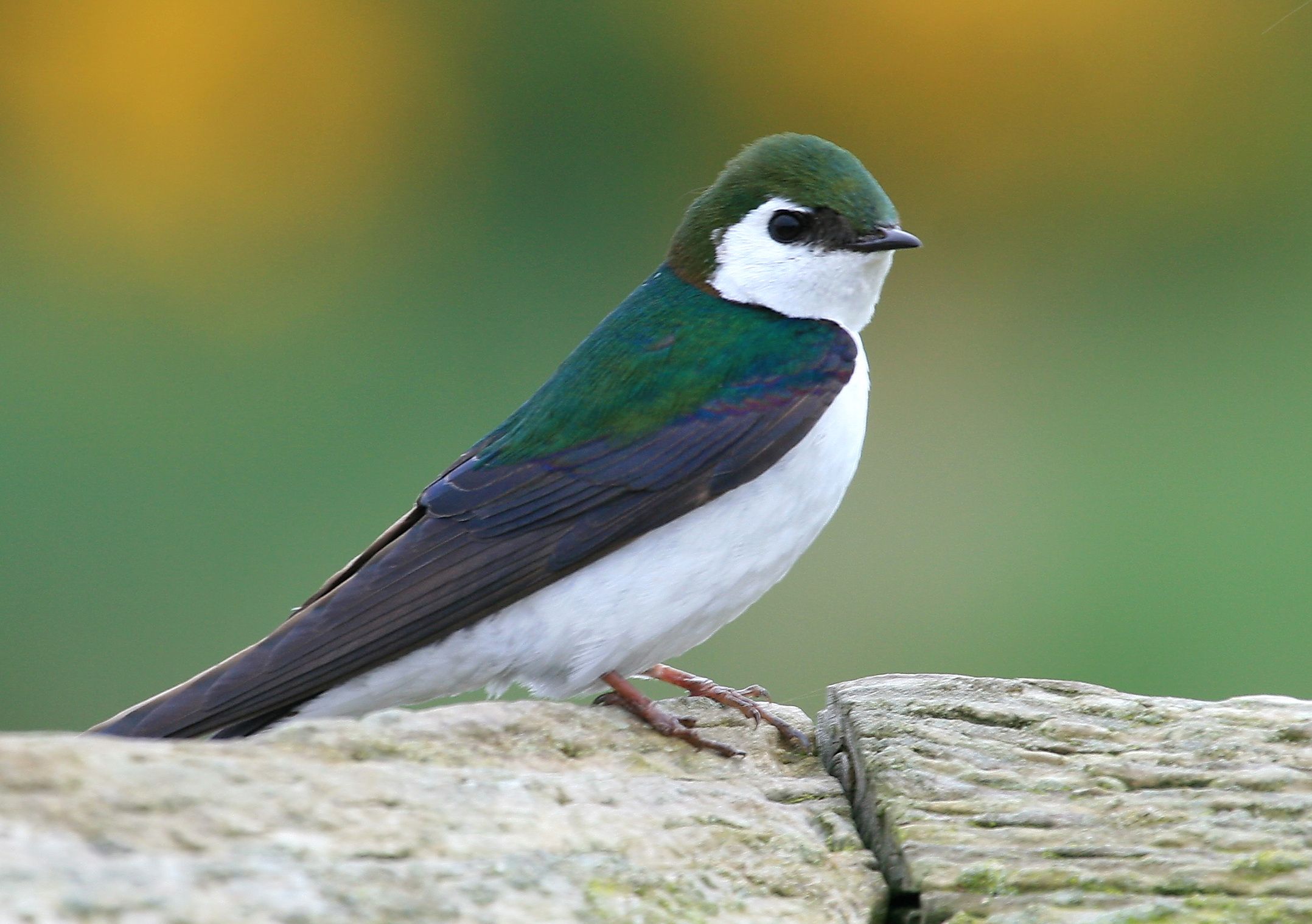 Image of Violet-green Swallow