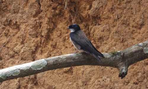 Image of Black-capped Swallow