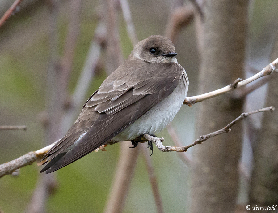 Image of Northern Rough-winged Swallow