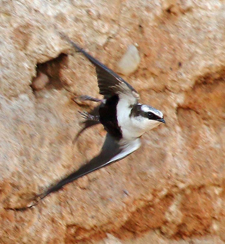 Image of White-backed Swallow