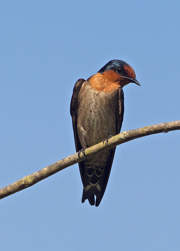 Image of Tahiti Swallow