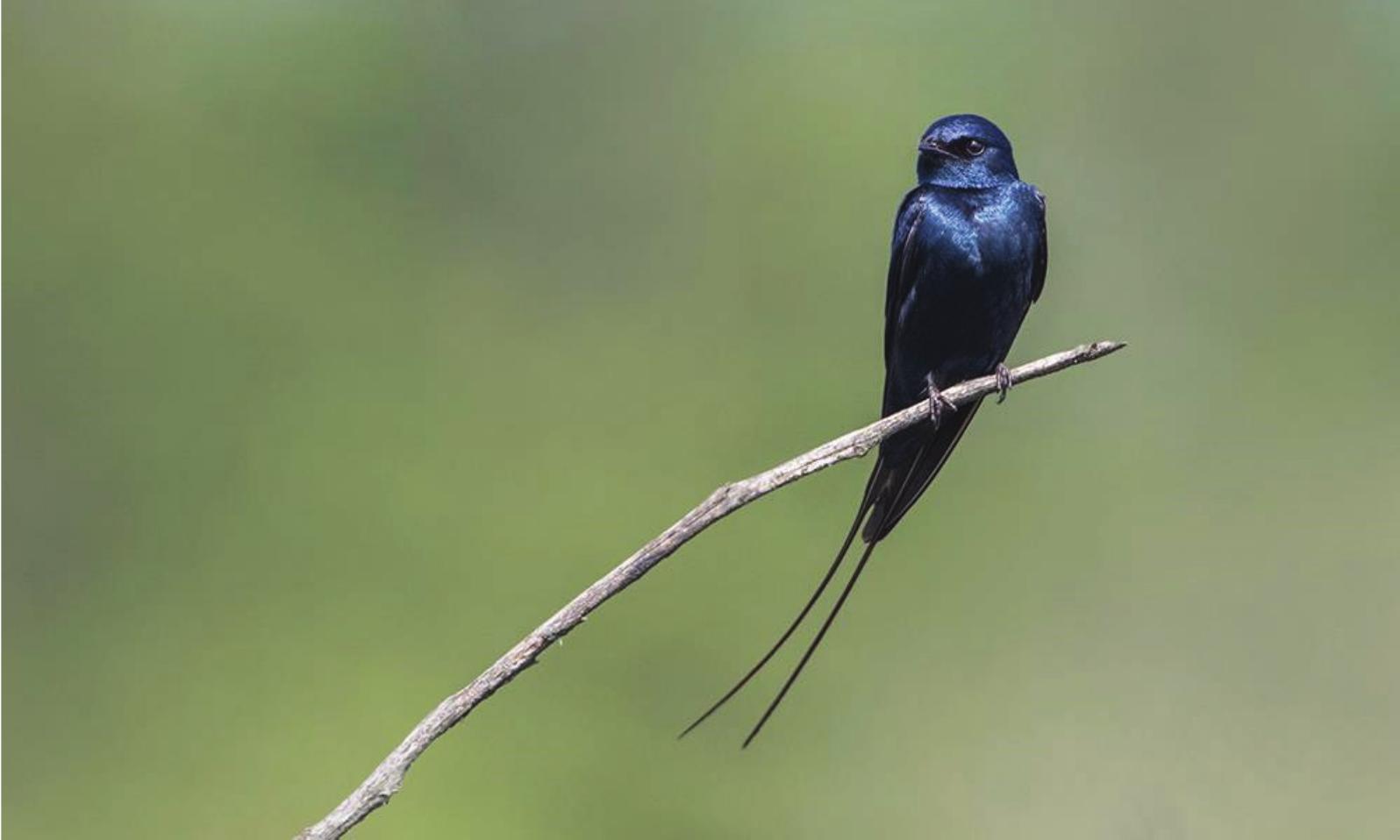 Image of Blue Swallow