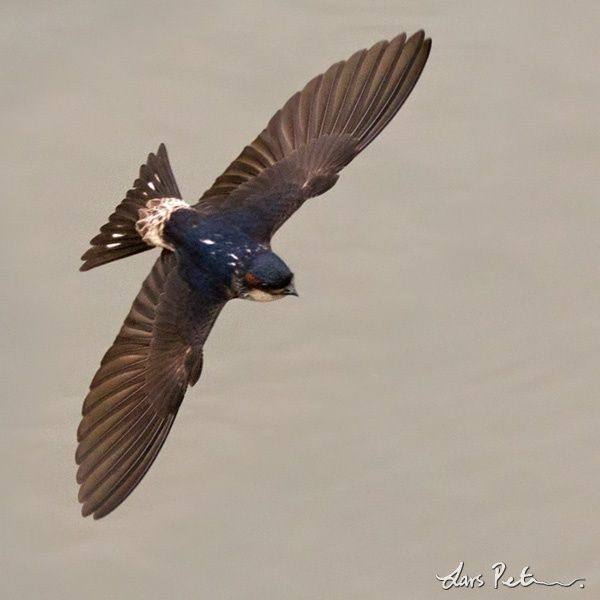 Image of Preuss's Swallow