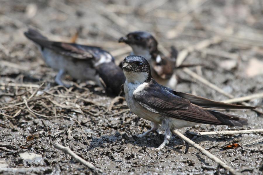 Image of Asian House-Martin