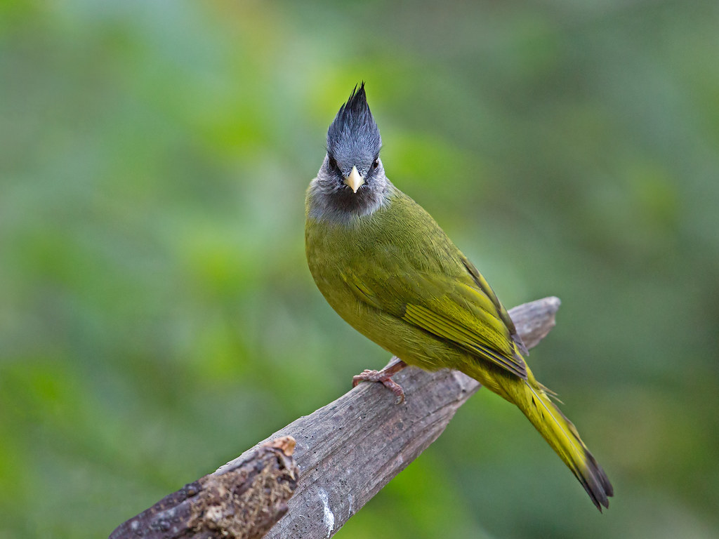 Image of Crested Finchbill