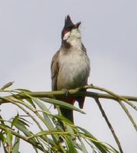 Image of Red-whiskered Bulbul