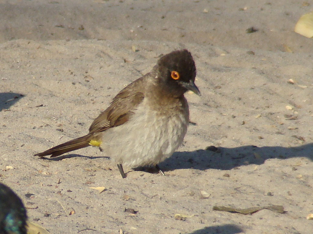 Image of Black-fronted Bulbul