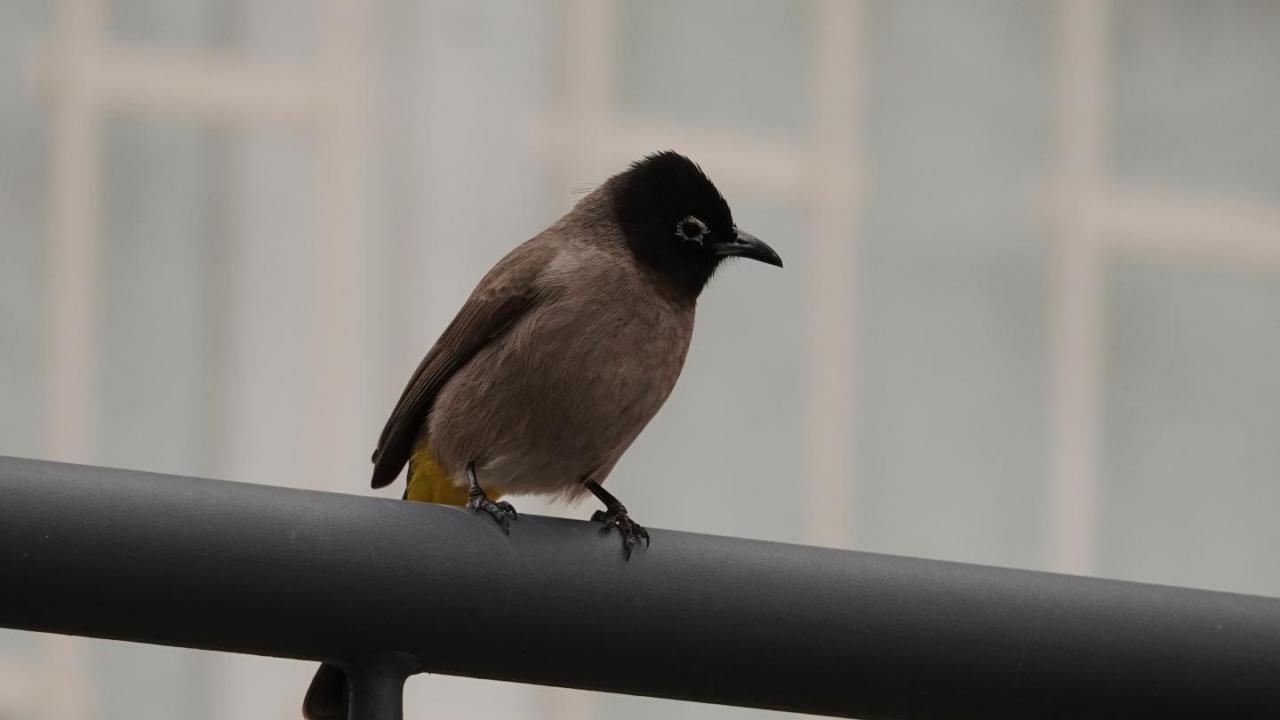 Image of White-spectacled Bulbul