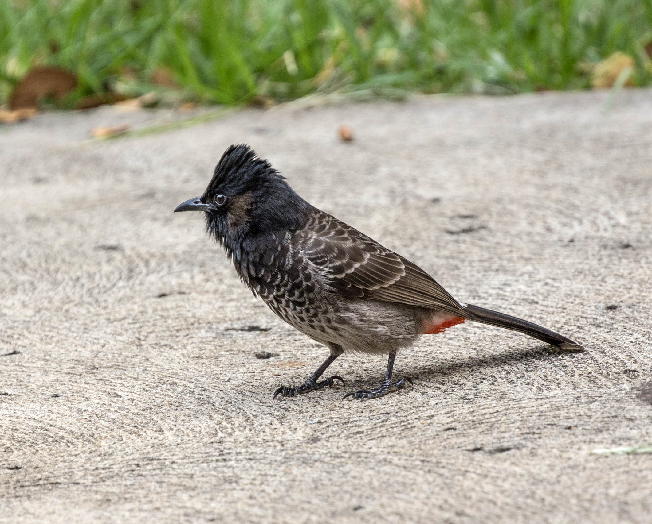 Image of Red-vented Bulbul