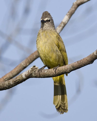 Image of Flavescent Bulbul
